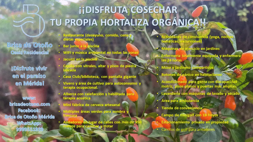 Cosecha tus propias hortalizas orgánicas