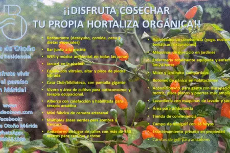 Cosecha tus propias hortalizas orgánicas