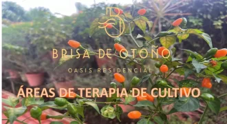 ÁREAS DE TERAPIA DE CULTIVO