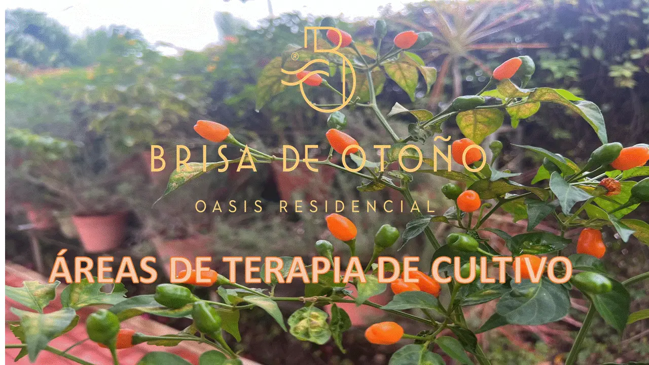 ÁREAS DE TERAPIA DE CULTIVO