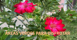 ÁREAS VERDES