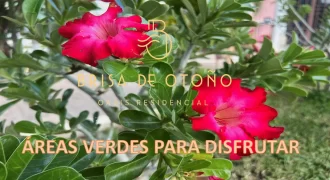 ÁREAS VERDES