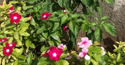 ÁREAS DE TERAPIA DE CULTIVO