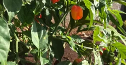 ÁREAS DE TERAPIA DE CULTIVO
