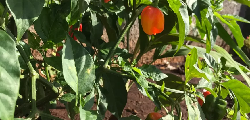 ÁREAS DE TERAPIA DE CULTIVO