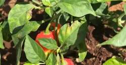 ÁREAS DE TERAPIA DE CULTIVO