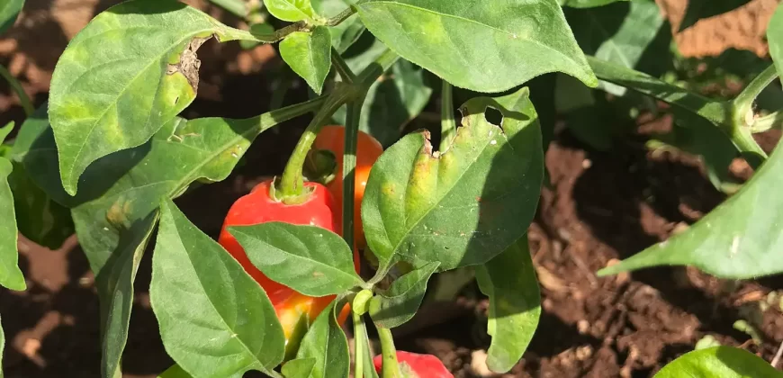 ÁREAS DE TERAPIA DE CULTIVO