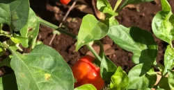 ÁREAS DE TERAPIA DE CULTIVO