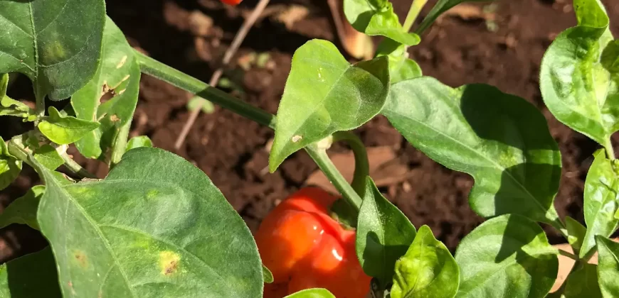ÁREAS DE TERAPIA DE CULTIVO