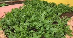 ÁREAS DE TERAPIA DE CULTIVO