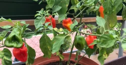 ÁREAS DE TERAPIA DE CULTIVO