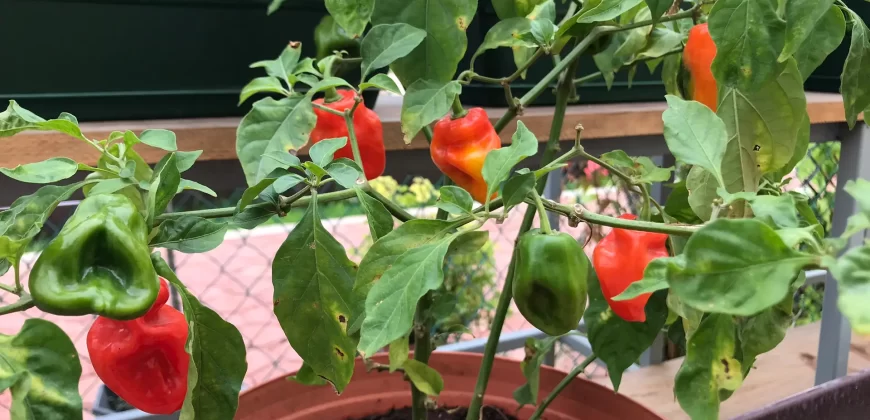 ÁREAS DE TERAPIA DE CULTIVO