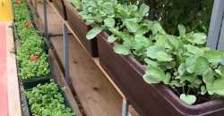 ÁREAS DE TERAPIA DE CULTIVO